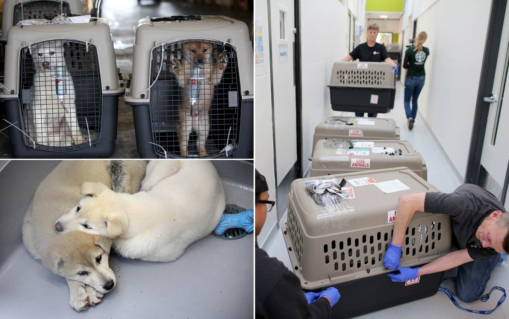 coreia-do-sul-aprova-lei-que-proibe-consumo-de-carne-de-cachorro