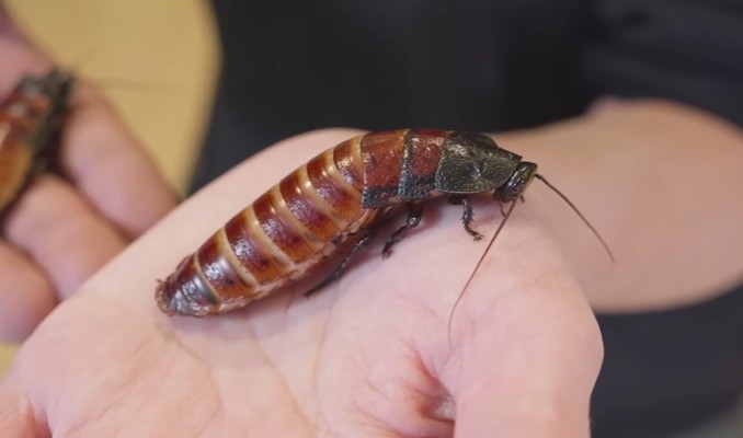 zoologico-dos-eua-permite-que-turistas-batizem-baratas-gigantes-com-nome-de-ex