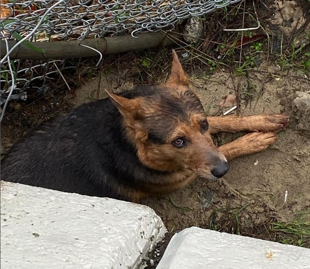 video:-bombeiros-usam-helicoptero-para-buscar-homem-que-pulou-na-correnteza-para-salvar-cachorro
